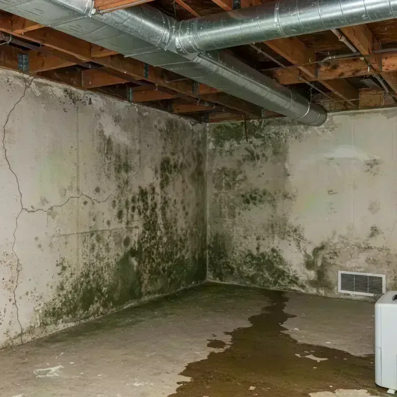 Professional Mold Removal in Woodland, WA